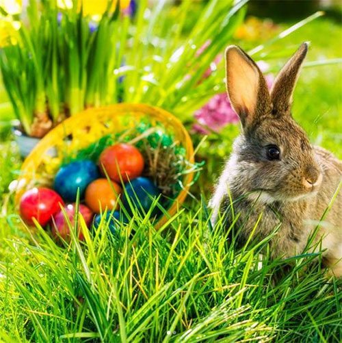 Sauce Loves Easter Pale Hall Easter Rabbit